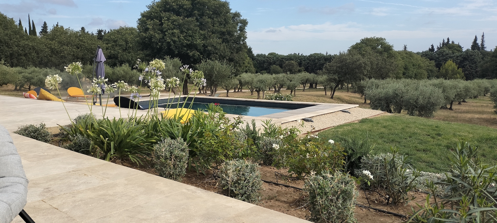 Pool and garden in summer